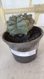 ASTROPHYTUM cv KIKKO  Nº 1021 – vaso 15 - Imagem 4