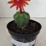 MATUCANA MADISONIORUM Nº 1018 – vaso 11