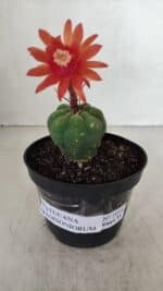 MATUCANA MADISONIORUM Nº 1018 – vaso 11