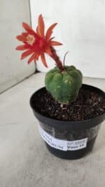 MATUCANA MADISONIORUM Nº 1018 – vaso 11 - Imagem 7