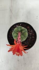 MATUCANA MADISONIORUM Nº 1018 – vaso 11 - Imagem 6