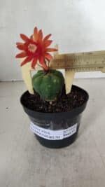 MATUCANA MADISONIORUM Nº 1018 – vaso 11 - Imagem 4