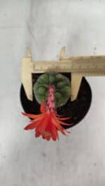 MATUCANA MADISONIORUM Nº 1018 – vaso 11 - Imagem 3