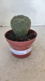 MATUCANA MADISONIORUM Nº 300 – vaso 11 - Imagem 2
