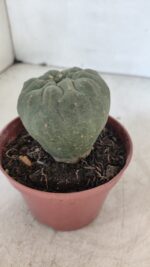 MATUCANA MADISONIORUM Nº 300 – vaso 11 - Imagem 10