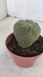 MATUCANA MADISONIORUM Nº 300 – vaso 11 - Imagem 9