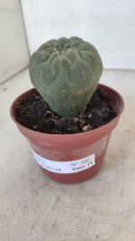 MATUCANA MADISONIORUM Nº 300 – vaso 11 - Imagem 8