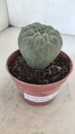 MATUCANA MADISONIORUM Nº 300 – vaso 11 - Imagem 7