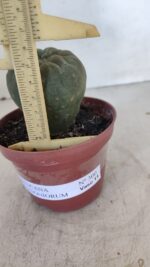 MATUCANA MADISONIORUM Nº 300 – vaso 11 - Imagem 6