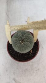 MATUCANA MADISONIORUM Nº 300 – vaso 11 - Imagem 5