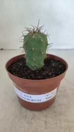 MATUCANA MADISONIORUM Nº 301 – vaso 11 - Imagem 2