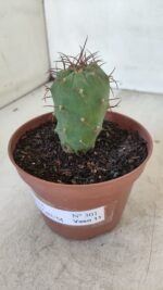 MATUCANA MADISONIORUM Nº 301 – vaso 11 - Imagem 7