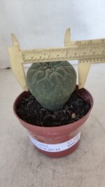 MATUCANA MADISONIORUM Nº 300 – vaso 11