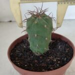 MATUCANA MADISONIORUM Nº 301 – vaso 11