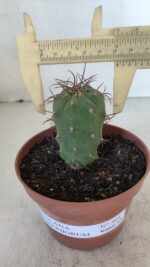 MATUCANA MADISONIORUM Nº 301 – vaso 11
