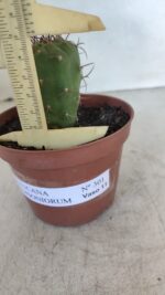 MATUCANA MADISONIORUM Nº 301 – vaso 11 - Imagem 6