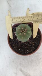 MATUCANA MADISONIORUM Nº 301 – vaso 11 - Imagem 5