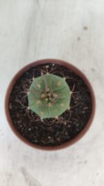 MATUCANA MADISONIORUM Nº 301 – vaso 11 - Imagem 3
