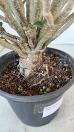 Planta MINI Nº 65 (2) – 25cm – 05 anos - Imagem 8