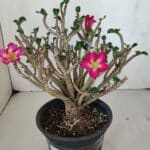 Planta MINI Nº 65 (2) – 25cm – 05 anos