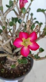 Planta MINI Nº 65 (2) – 25cm – 05 anos - Imagem 3