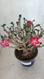 Planta MINI Nº 65 (2) – 25cm – 05 anos - Imagem 4