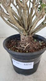 Planta MINI Nº 65 (2) – 25cm – 05 anos - Imagem 13