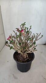 Planta MINI Nº 65 (2) – 25cm – 05 anos - Imagem 12