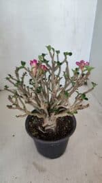 Planta MINI Nº 65 (2) – 25cm – 05 anos - Imagem 11