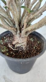 Planta MINI Nº 65 (2) – 25cm – 05 anos - Imagem 10