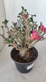 Planta MINI Nº 65 (2) – 25cm – 05 anos - Imagem 9