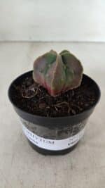 ASTROPHYTUM MYRIOSTIGMA Nº 1011 – vaso 09 - Imagem 2