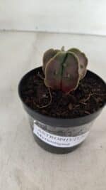 ASTROPHYTUM MYRIOSTIGMA Nº 1011 – vaso 09 - Imagem 9