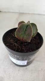 ASTROPHYTUM MYRIOSTIGMA Nº 1011 – vaso 09 - Imagem 8