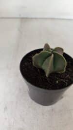 ASTROPHYTUM MYRIOSTIGMA Nº 1011 – vaso 09 - Imagem 7