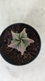 ASTROPHYTUM MYRIOSTIGMA Nº 1011 – vaso 09 - Imagem 3