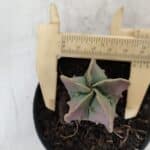 ASTROPHYTUM MYRIOSTIGMA Nº 1011 – vaso 09