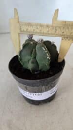 ASTROPHYTUM MYRIOSTIGMA Nº 1040 – vaso 09 - Imagem 4