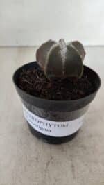 ASTROPHYTUM MYRIOSTIGMA Nº 996 – vaso 09 - Imagem 2