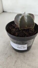 ASTROPHYTUM MYRIOSTIGMA Nº 996 – vaso 09 - Imagem 8