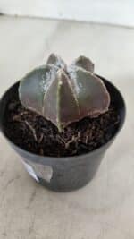 ASTROPHYTUM MYRIOSTIGMA Nº 996 – vaso 09 - Imagem 7