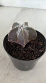 ASTROPHYTUM MYRIOSTIGMA Nº 996 – vaso 09 - Imagem 6