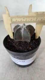 ASTROPHYTUM MYRIOSTIGMA Nº 996 – vaso 09 - Imagem 4