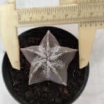 ASTROPHYTUM MYRIOSTIGMA Nº 996 – vaso 09