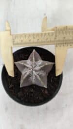 ASTROPHYTUM MYRIOSTIGMA Nº 996 – vaso 09