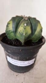 ASTROPHYTUM MYRIOSTIGMA "Variegata" Nº 1028 – vaso 15 - Imagem 2