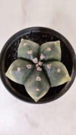 ASTROPHYTUM MYRIOSTIGMA "Variegata" Nº 1028 – vaso 15 - Imagem 3