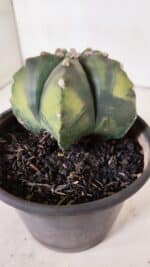 ASTROPHYTUM MYRIOSTIGMA "Variegata" Nº 1028 – vaso 15 - Imagem 7