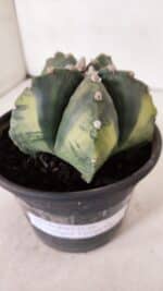 ASTROPHYTUM MYRIOSTIGMA "Variegata" Nº 1028 – vaso 15 - Imagem 6
