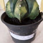 ASTROPHYTUM MYRIOSTIGMA "Variegata" Nº 1028 – vaso 15